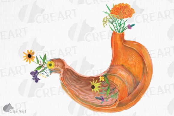 Elevate Your Projects with Prairie Flowers Anatomical Stomach Decor