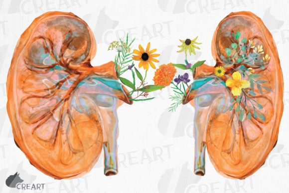 Prairie Flowers Anatomical Kidney Design Guide